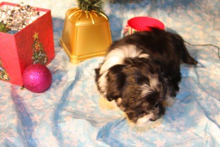 havanese-puppies